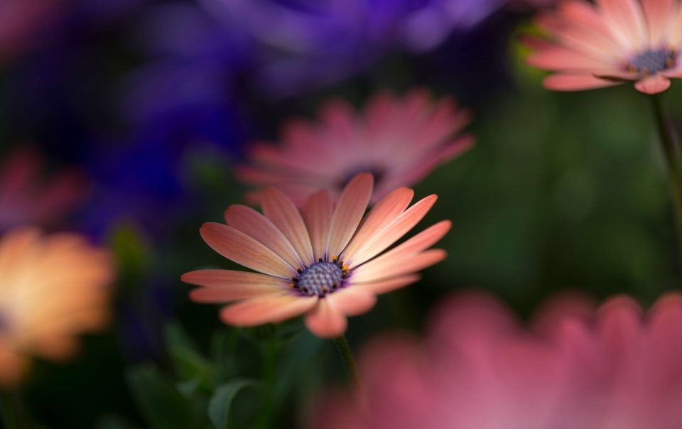 Boda flores